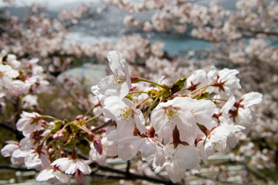 ������̍�