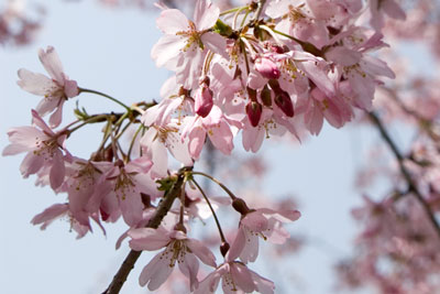 ������̍�