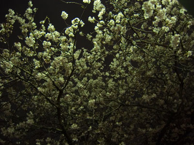 ���a�����̖��