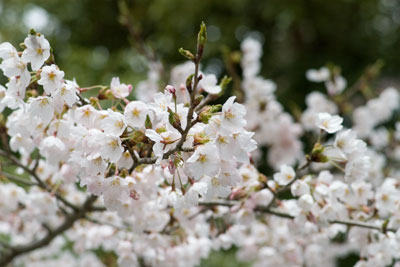 �Ɣn���̍�