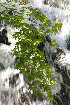 �O�i���̑�