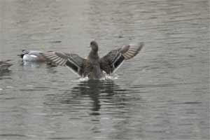 �H�΂�������