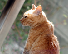 �����ڂ�������L