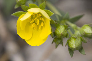 �����E�L���J