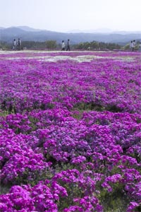 �Ԗ��̗��E�ō�