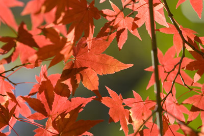 �{���̍g�t