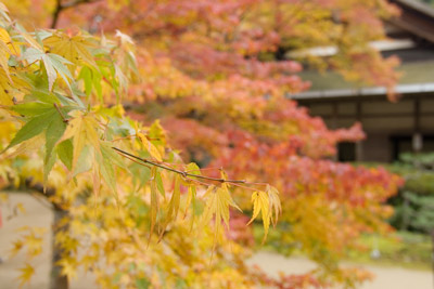 �������ɂ�