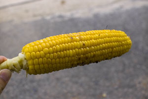 �g�E�����R�V