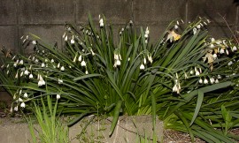 ��ɍ炭�Ԃ̎ʐ^