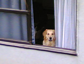 ���������̃����R