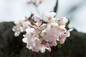 �����R�̍�1