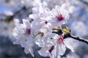 �����R�̍�2